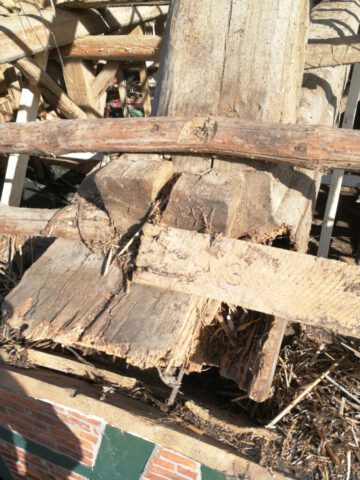 Balkenkopf Bestand 1