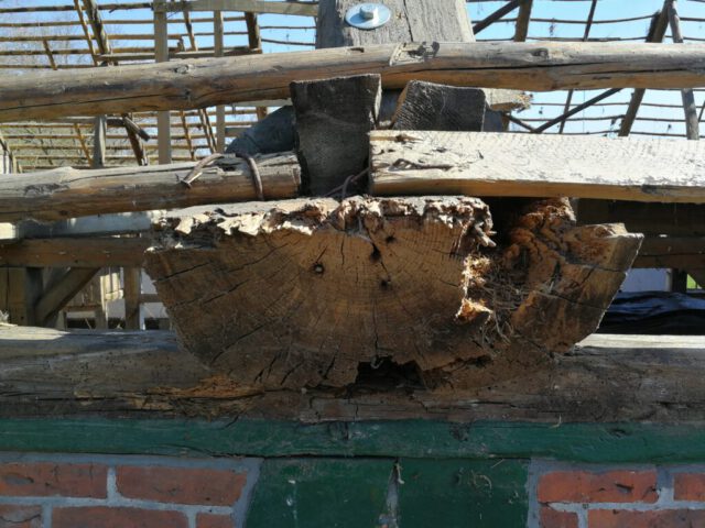 Balkenkopf Bestand 2