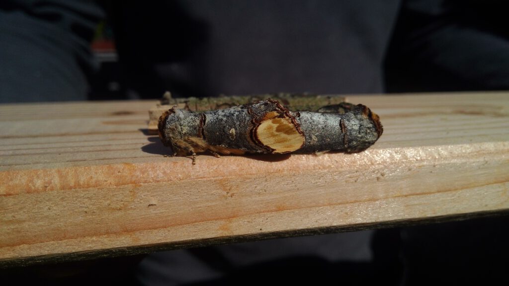 Mondvögel von der Seite