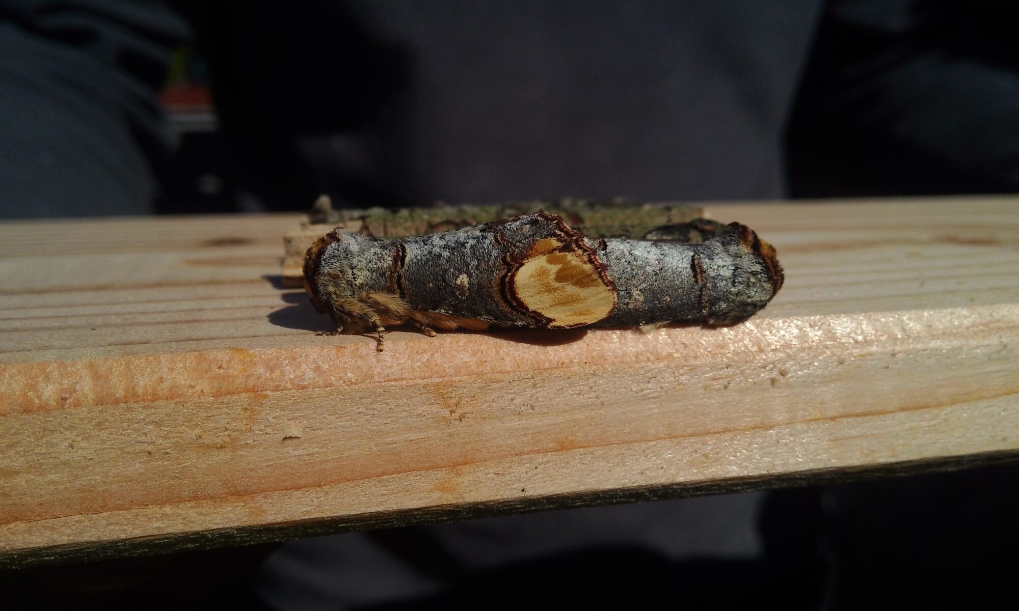 Mondvögel von der Seite